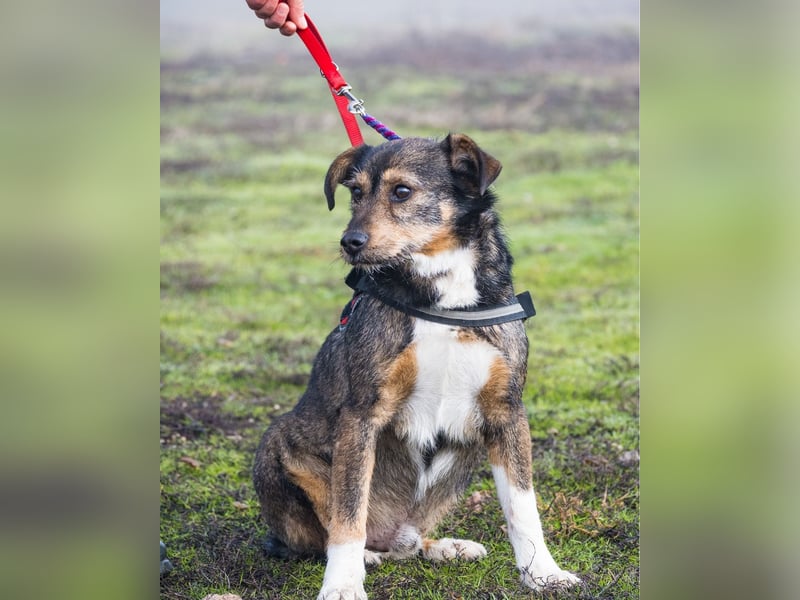 Mazsola SI - lieb, anhänglich