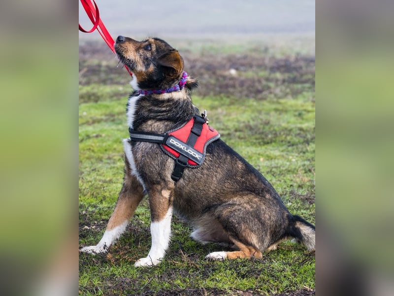 Mazsola SI - lieb, anhänglich