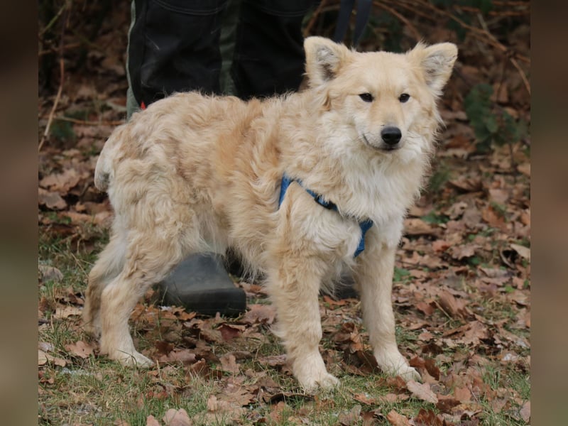 Albert 45cm 11/2023 wartet in Müden auf ein Zuhause