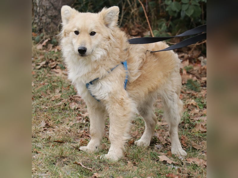 Albert 45cm 11/2023 wartet in Müden auf ein Zuhause