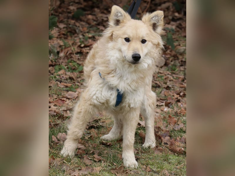 Albert 45cm 11/2023 wartet in Müden auf ein Zuhause