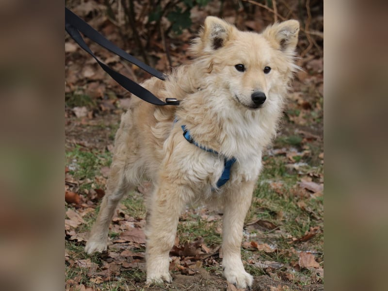 Albert 45cm 11/2023 wartet in Müden auf ein Zuhause