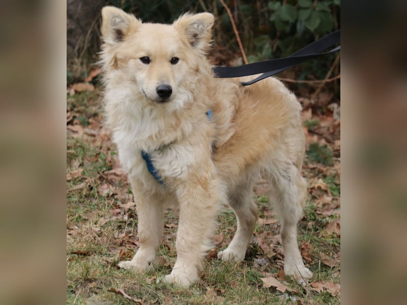 Albert 45cm 11/2023 wartet in Müden auf ein Zuhause