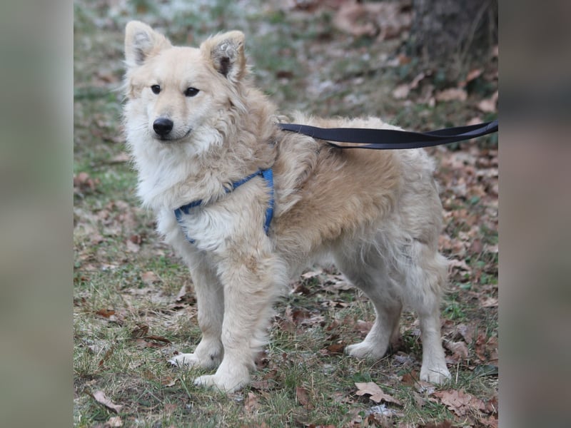 Albert 45cm 11/2023 wartet in Müden auf ein Zuhause