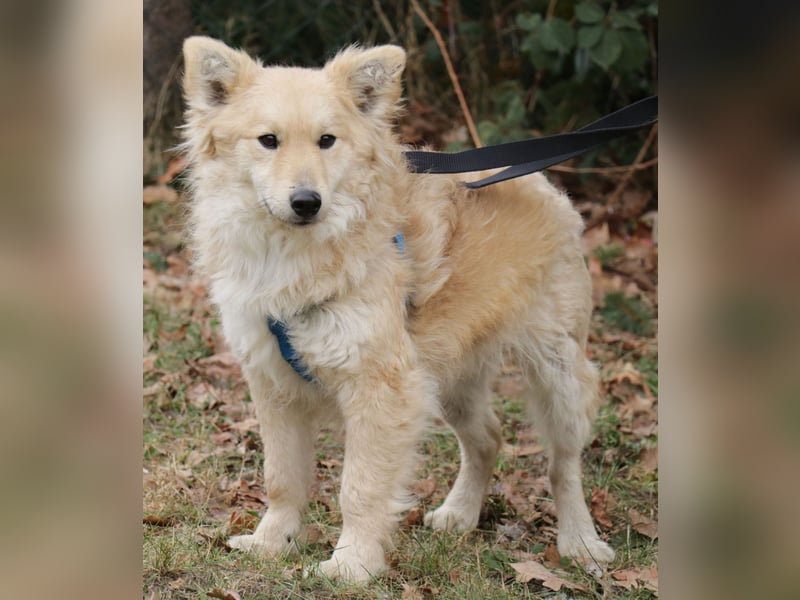 Albert 45cm 11/2023 wartet in Müden auf ein Zuhause