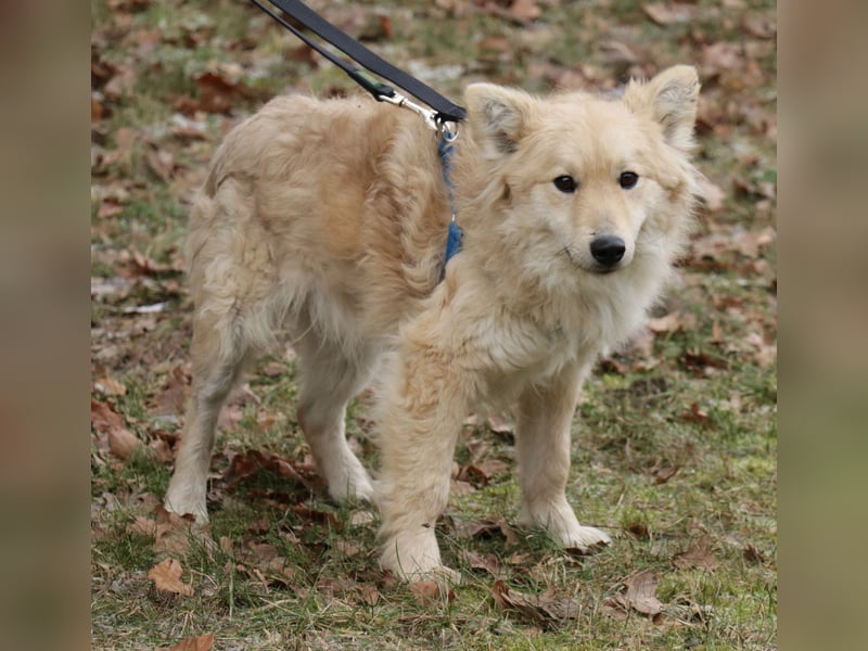 Albert 45cm 11/2023 wartet in Müden auf ein Zuhause