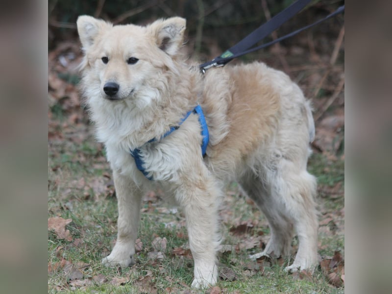 Albert 45cm 11/2023 wartet in Müden auf ein Zuhause