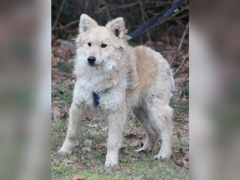 Albert 45cm 11/2023 wartet in Müden auf ein Zuhause