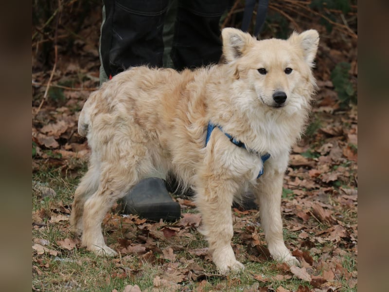 Albert 45cm 11/2023 wartet in Müden auf ein Zuhause