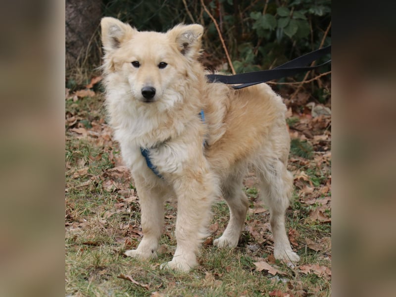 Albert 45cm 11/2023 wartet in Müden auf ein Zuhause