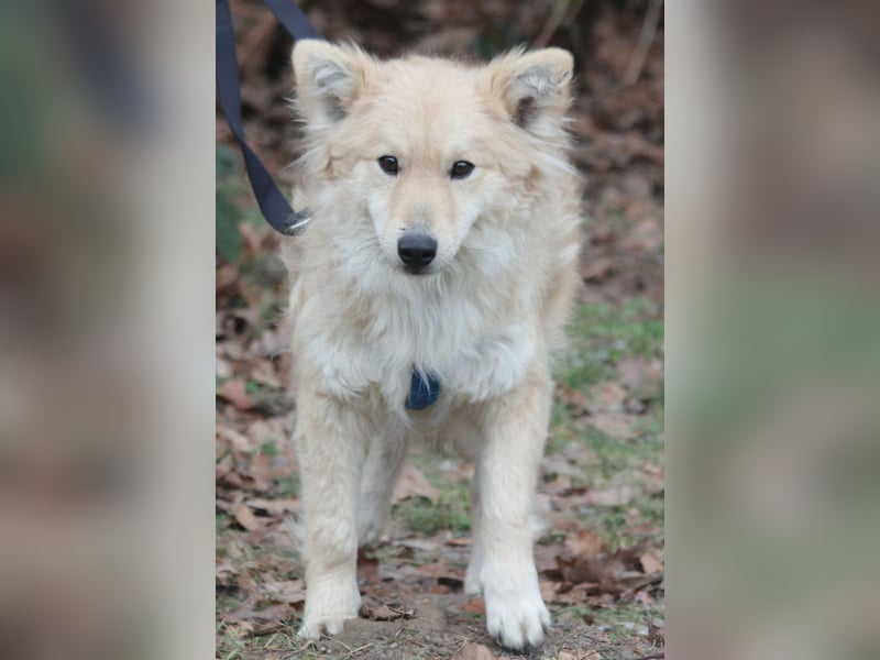 Albert 45cm 11/2023 wartet in Müden auf ein Zuhause