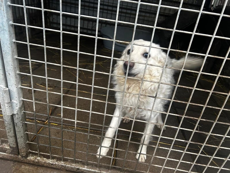 Fido sucht ein gutes Zuhause!