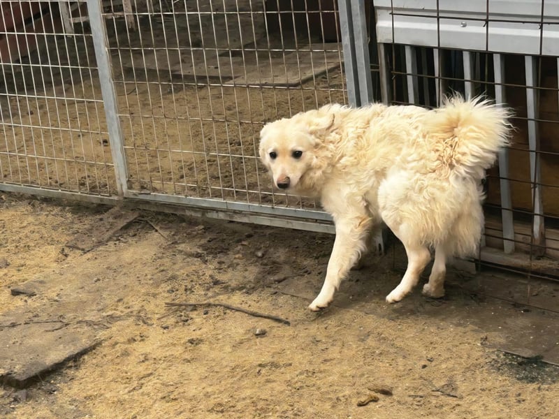 Fido sucht ein gutes Zuhause!