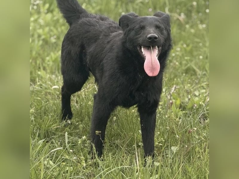 Bo ein feiner Hundebub