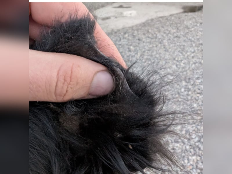 Chandler ein sanfter Schatz