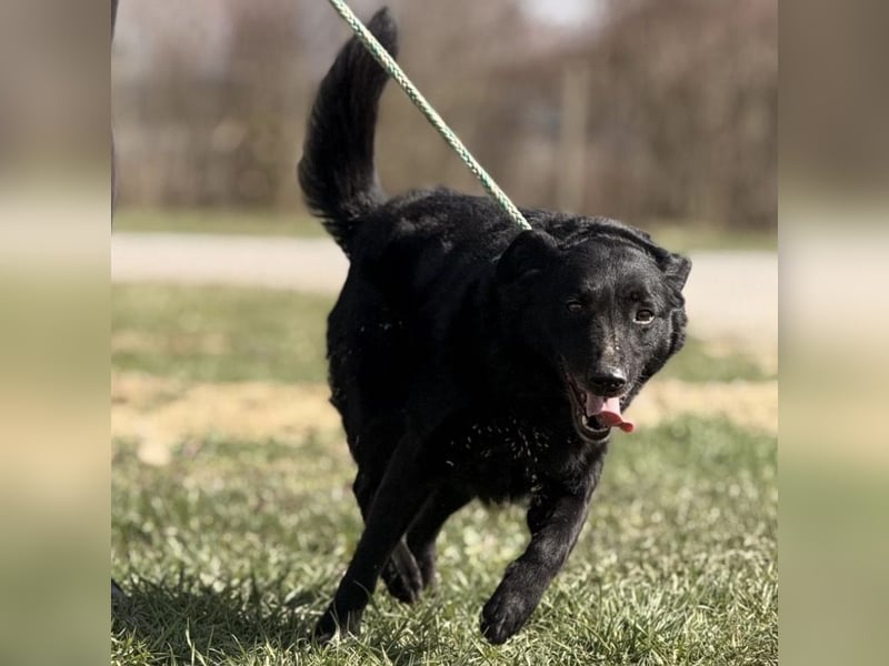 Boba eine fröhliche freundliche Hündin