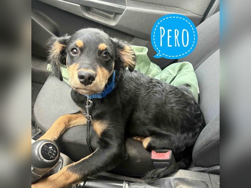 Pero ein kleiner fröhlicher