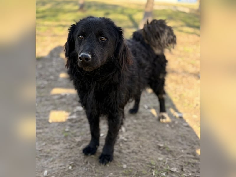 Indy ein zarter Hundebub