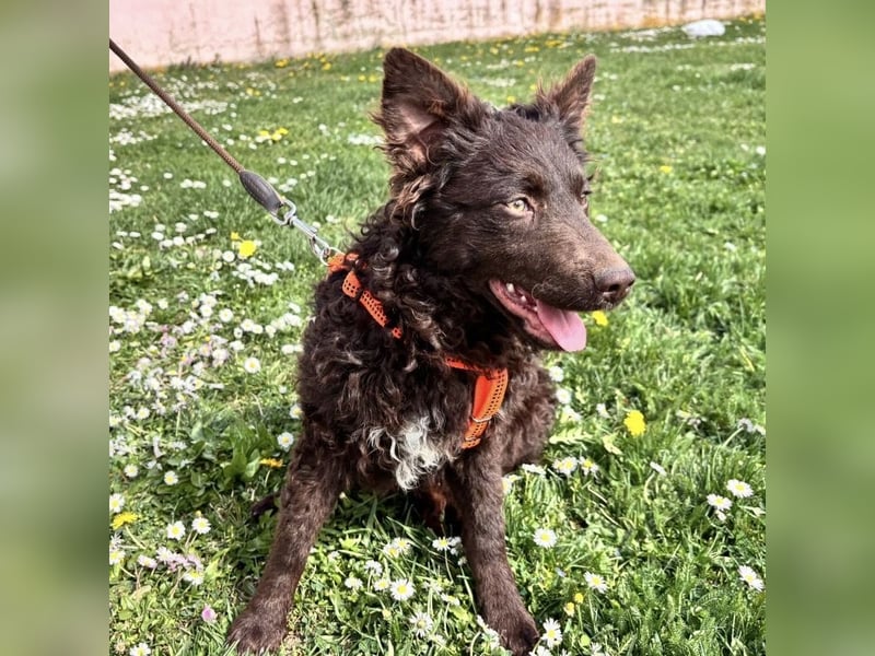 Kava eine treue Begleiterin fürs Leben