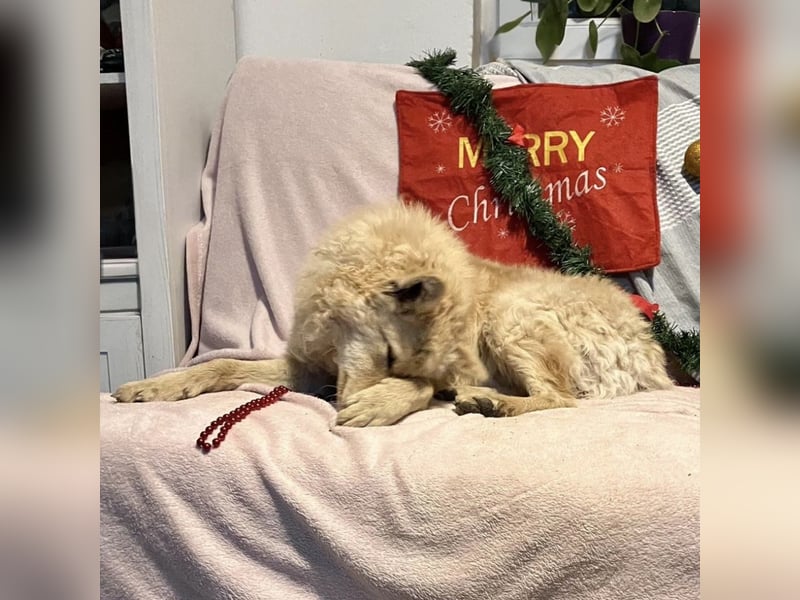 Milky ein sportlicher Bub