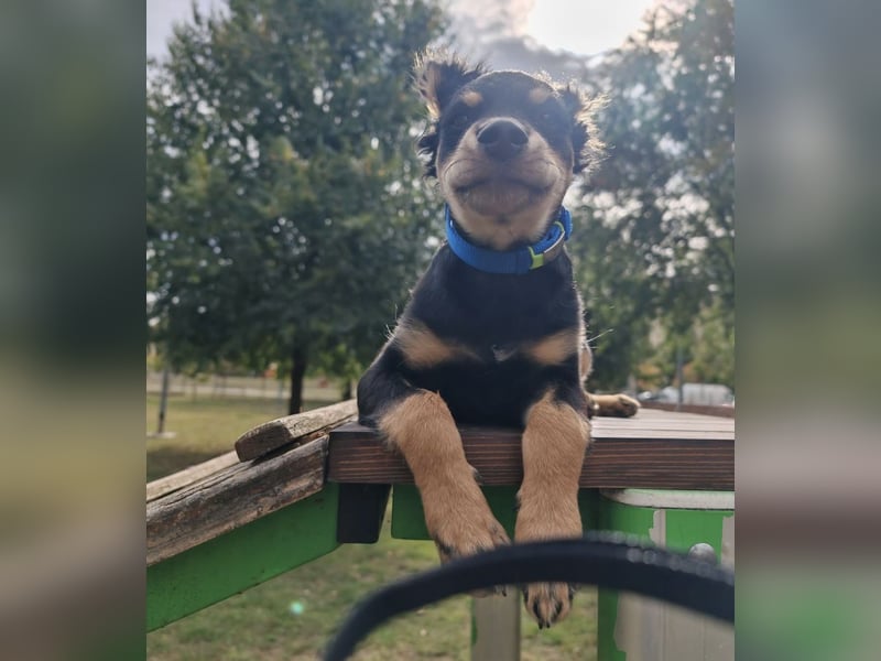 Pero ein kleiner fröhlicher