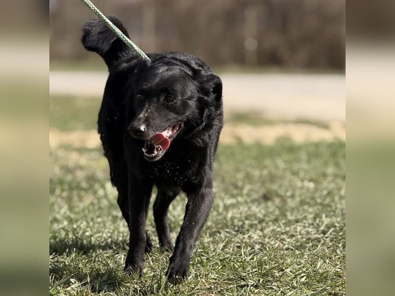 Boba eine fröhliche freundliche Hündin
