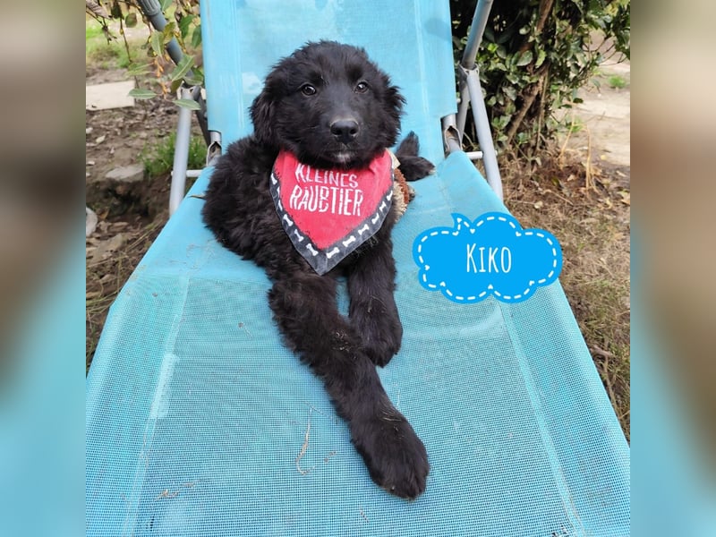 Kiko ein wundervoller Schatz Kiko ein wundervoller Schatz