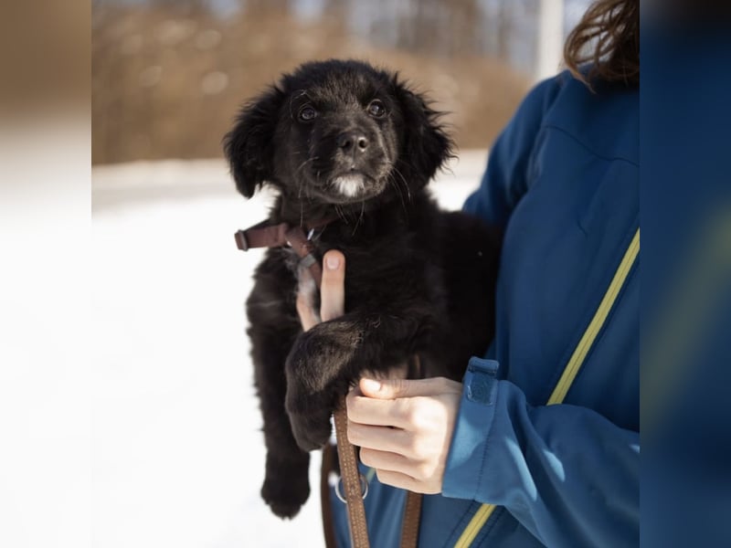 Buddy ein verspielter Clown