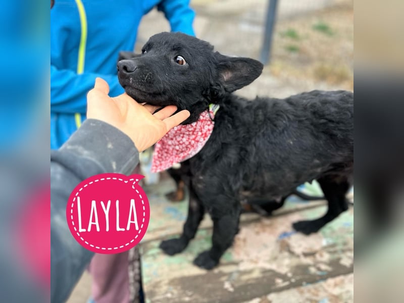 Layla ein sanfter ruhiger Schatz