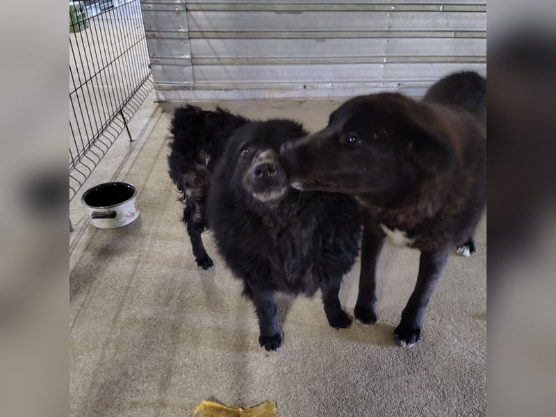 Lord - wird er je eine Chance bekommen?