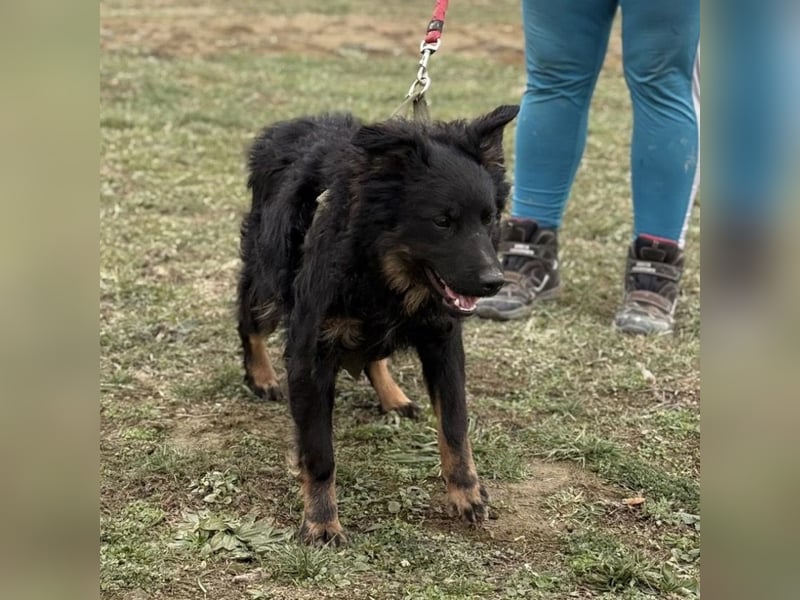 Atlas ein wundervoller Rüde