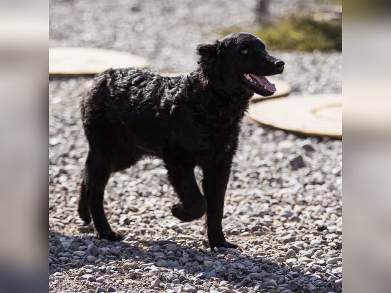 Chandler ein sanfter Schatz