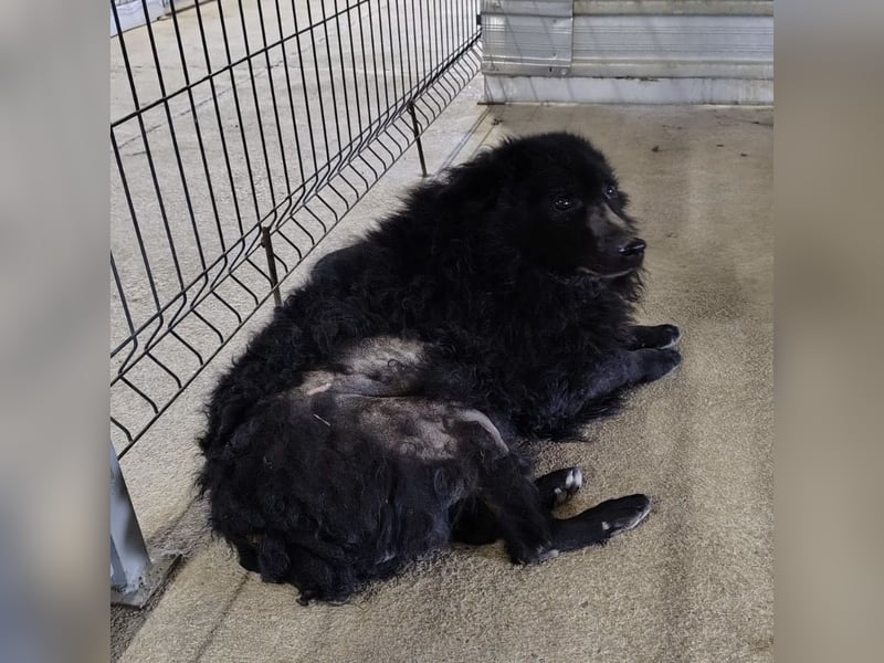 Lord - wird er je eine Chance bekommen?