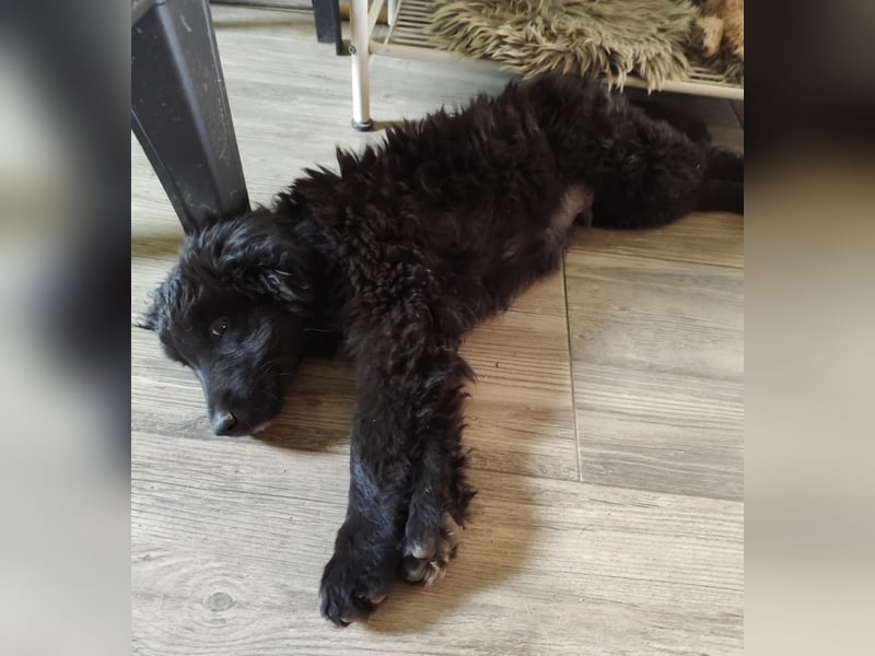 Kiko ein wundervoller Schatz Kiko ein wundervoller Schatz