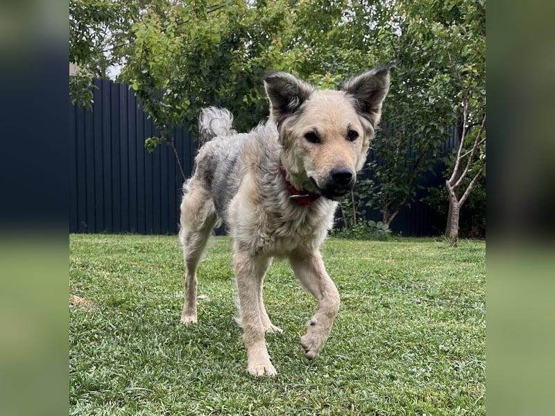 Lada eine gefangene Seele