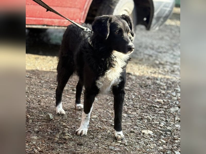 Hugo ein gutmütiger lieber Schatz