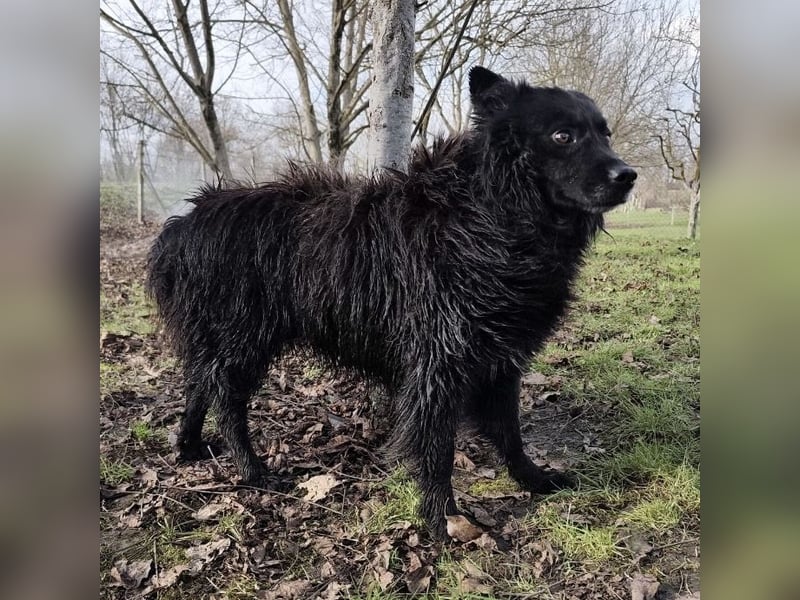 Marlo ein gutmütiger Rüde