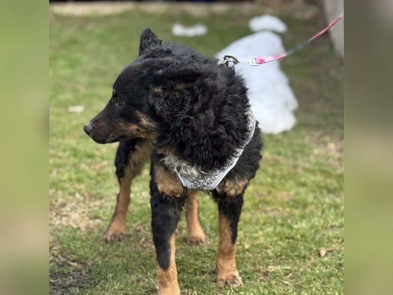 Bessie ein sportlicher Schatz