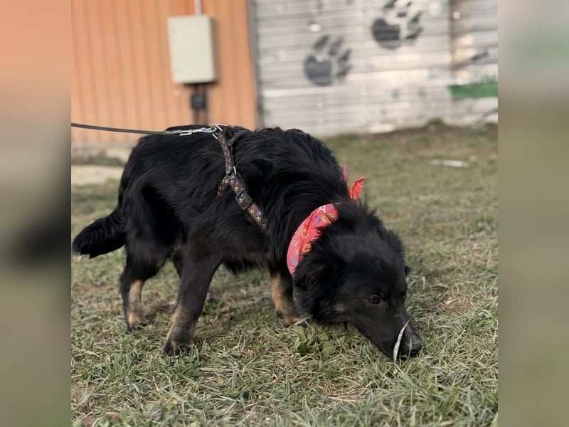 Amigo ein Engel auf vier Pfoten