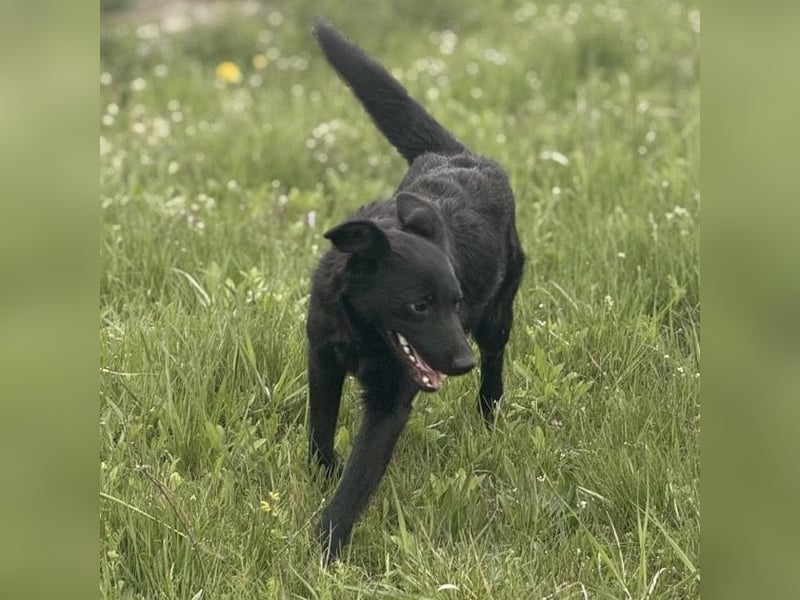 Bo ein feiner Hundebub