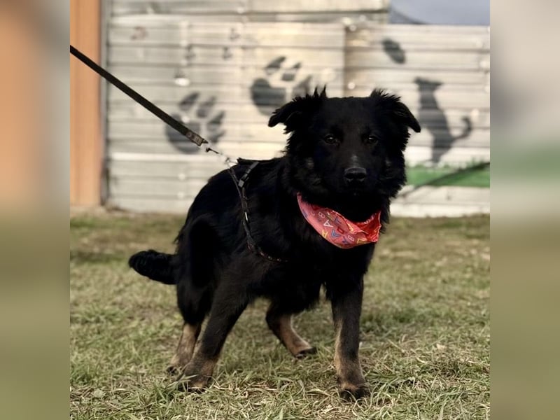 Amigo ein Engel auf vier Pfoten