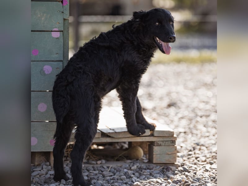 Chandler ein sanfter Schatz