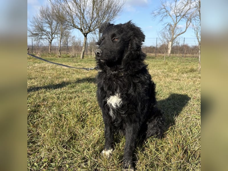 Charlie ein lieber Hundebub