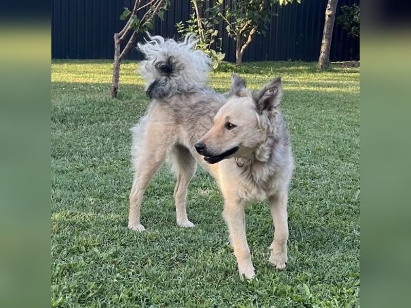 Lada eine gefangene Seele