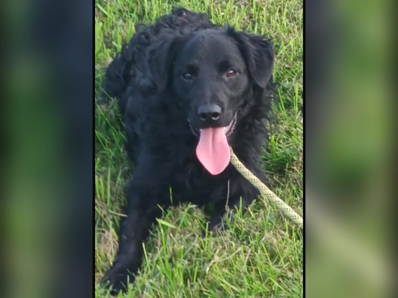 Buddy ein Traumwesen