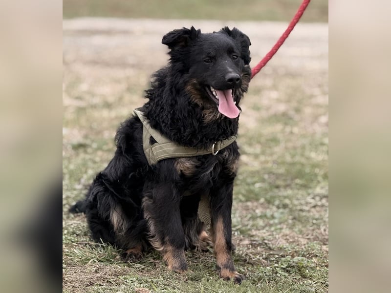 Atlas ein wundervoller Rüde