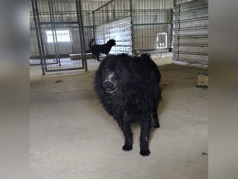 Lord - wird er je eine Chance bekommen?