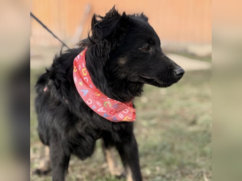 Amigo ein Engel auf vier Pfoten