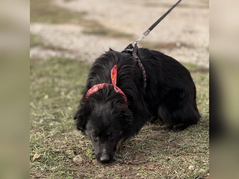 Amigo ein Engel auf vier Pfoten
