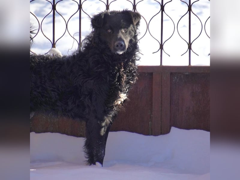 Edo ein freundlicher verspielter Rüde